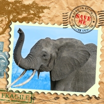 EndAn12 african elephant
